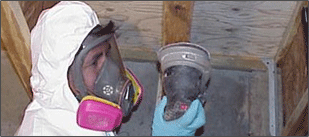 Mold Removal